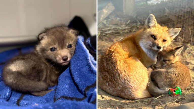 Heartbroken Massachusetts Fox Finds Joy In Caring For Three Orphaned Furbabies