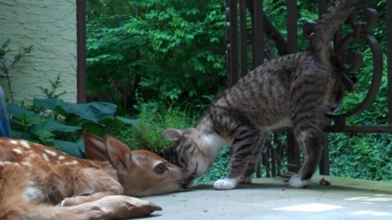 Heartwarming Video Shows Philadelphia Kitten Meeting A Baby Deer
