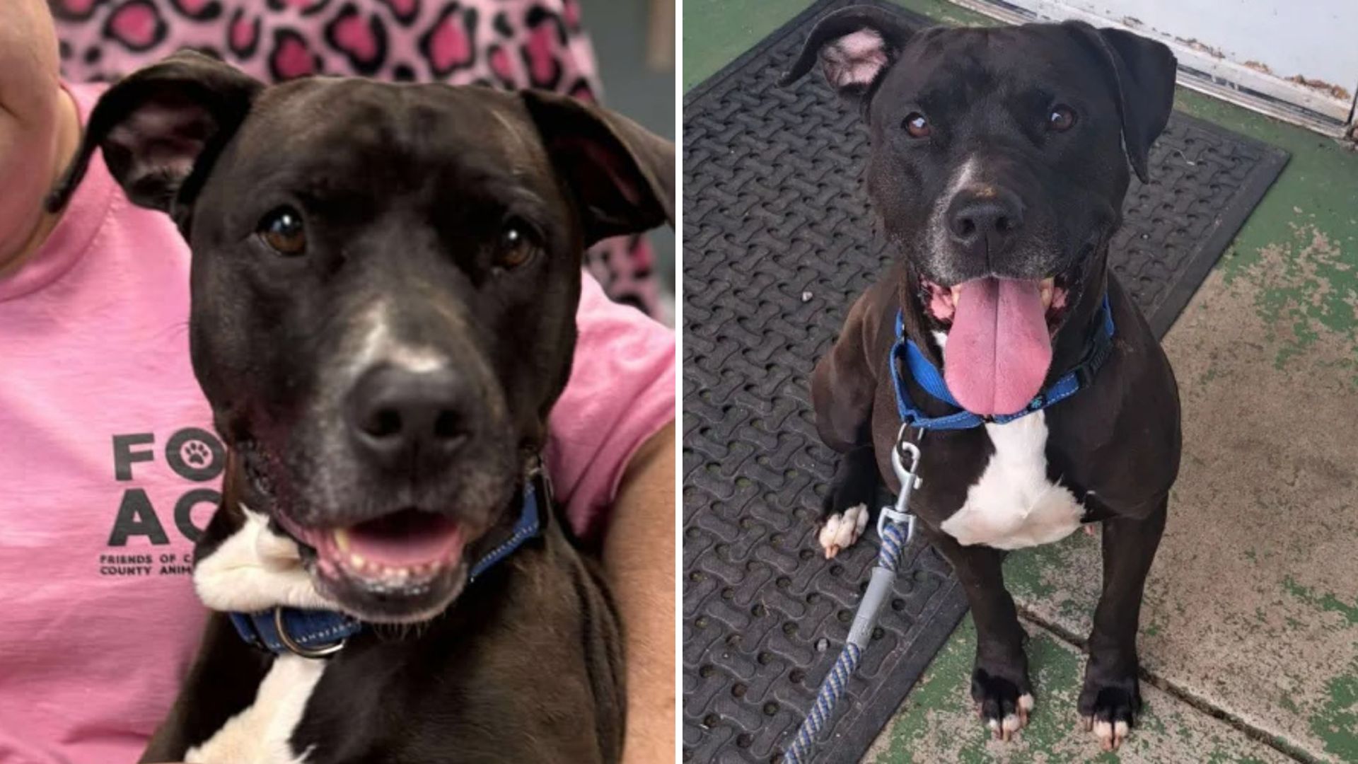Heroic Virginia Rescue Dog Saves Stranger During Shelter Adoption Event