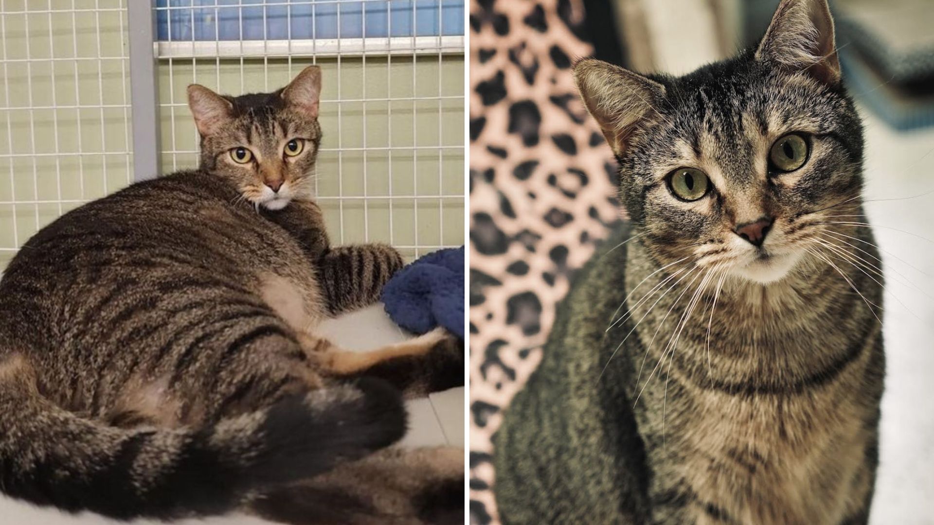 shelter cat