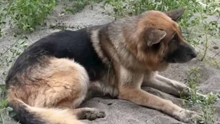 Hikers Find A Dog