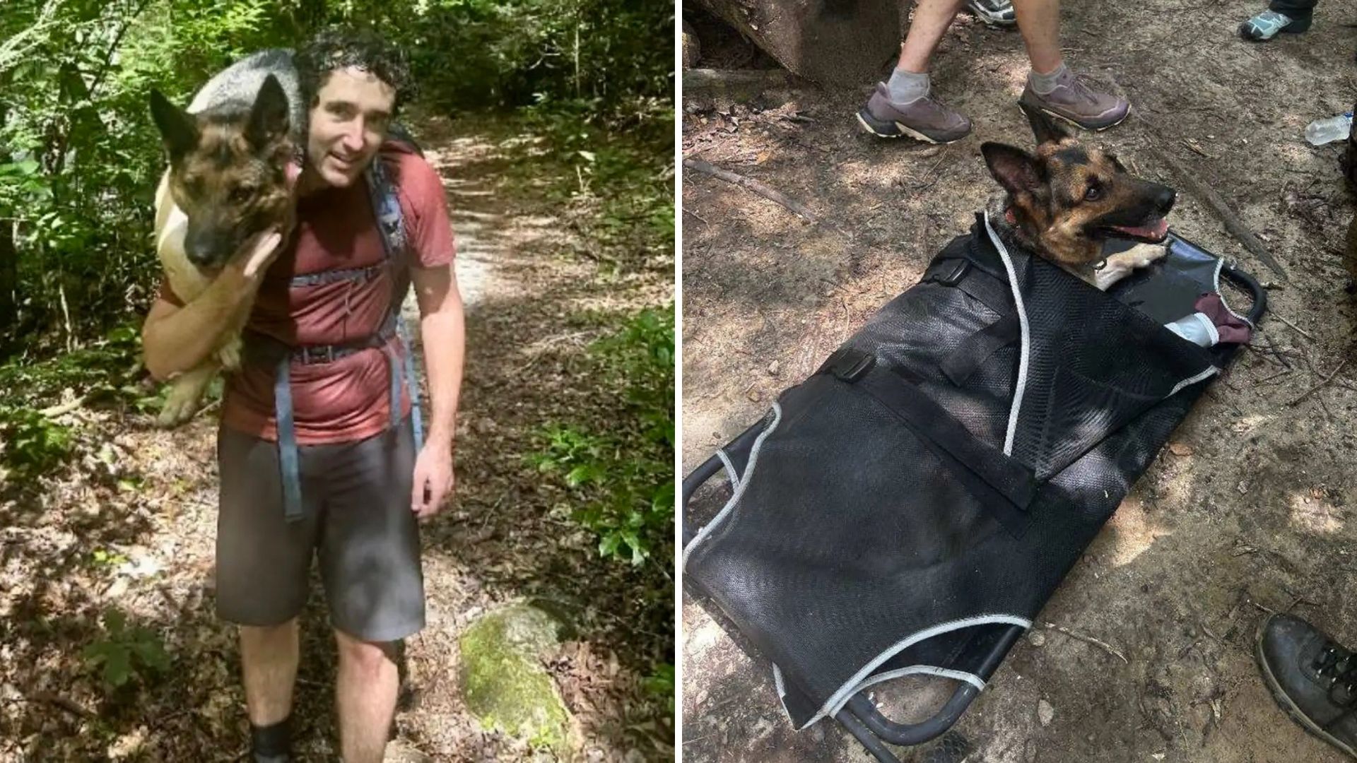 injured dog in woods