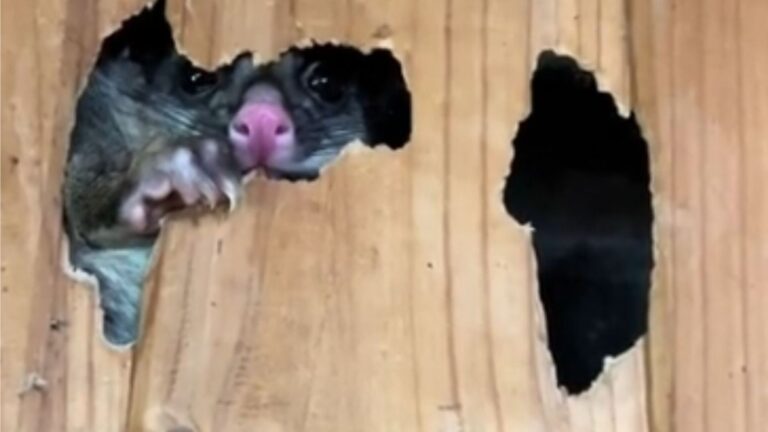 Homeowner Lifts A Picture Frame On The Wall And A Tiny Snout Suddenly Peeks Out