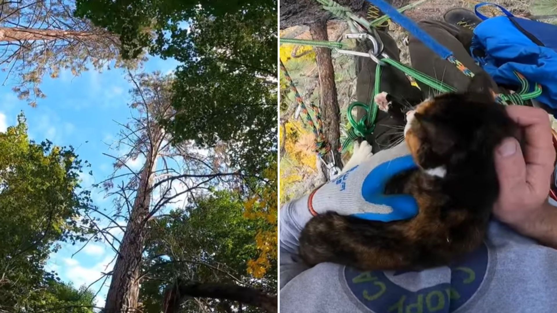 cat stuck in a tall tree