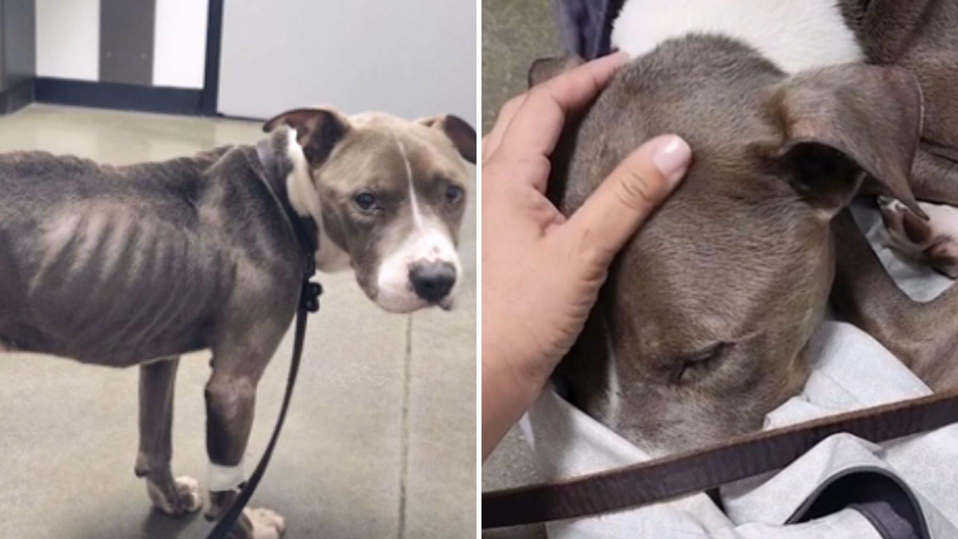 Houston Rescuers Heartbroken After Finding Starved Dog Barely Holding On