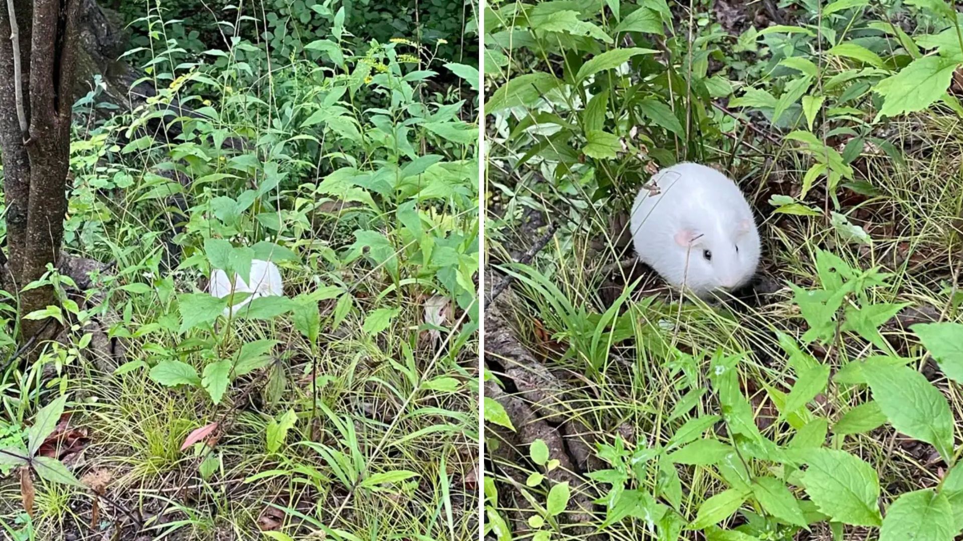 guinea pig in a bush