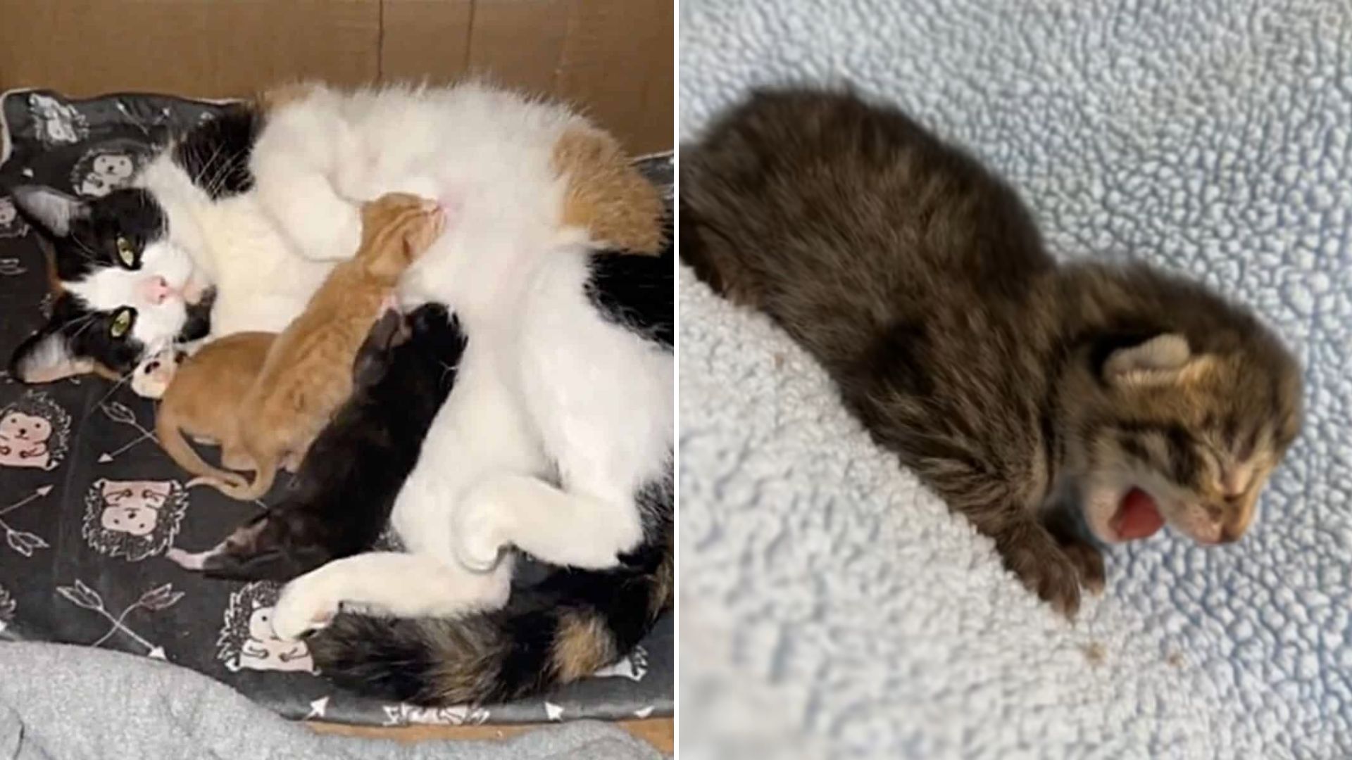 mama cat and abandoned kitten