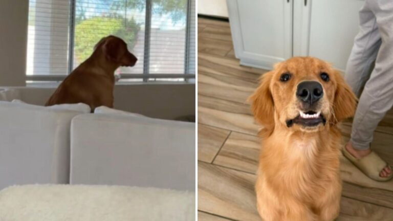 adopted golden retriever has funny habit