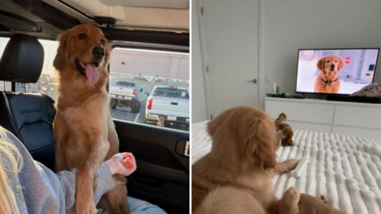 Illinois Woman Finds Out Her Adopted Golden Retriever Has A Funny Habit That Will Crack You Up