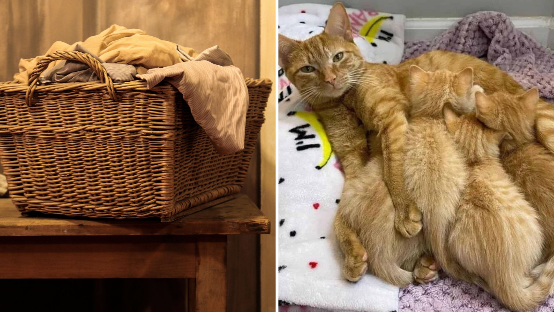 cat and kitten in a laundry basket