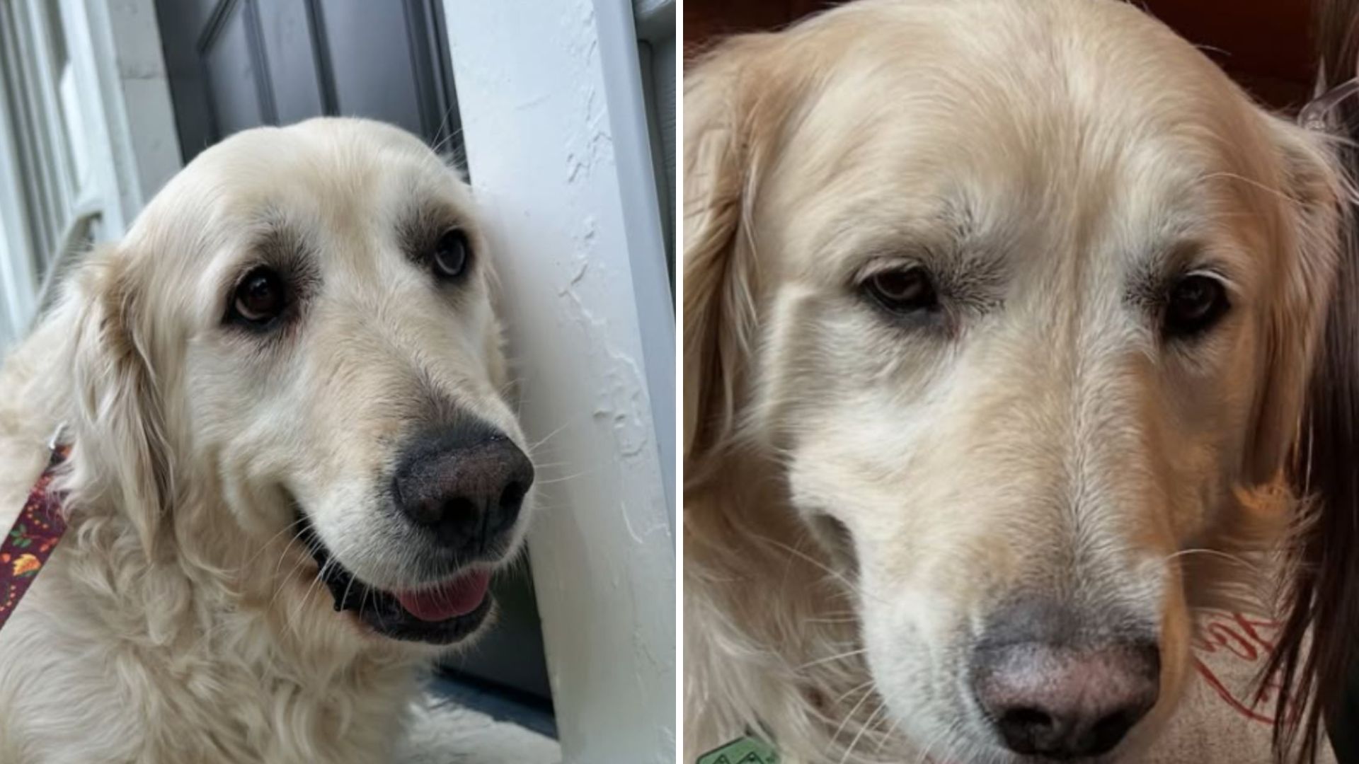 Indiana Dog Struggles With Being Alone So Someone Special Steps In To Comfort Him