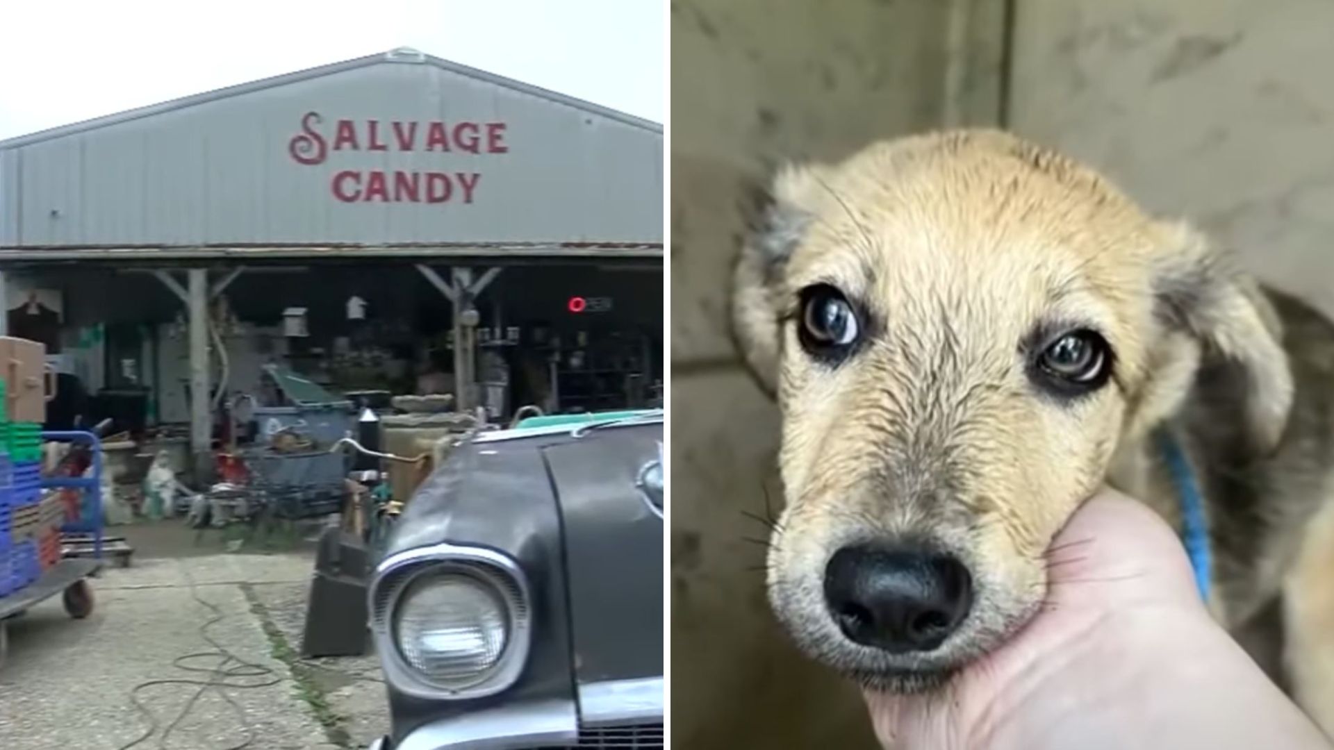 Indiana Man Watches In Shock As Someone Heartlessly Throws A Terrified Dog From A Car