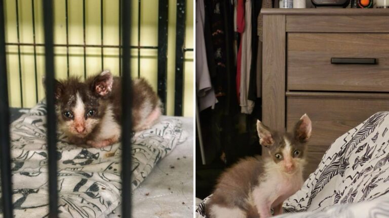 Indiana Rescue Falls In Love With Scruffy Kitten Waiting For Forever Home