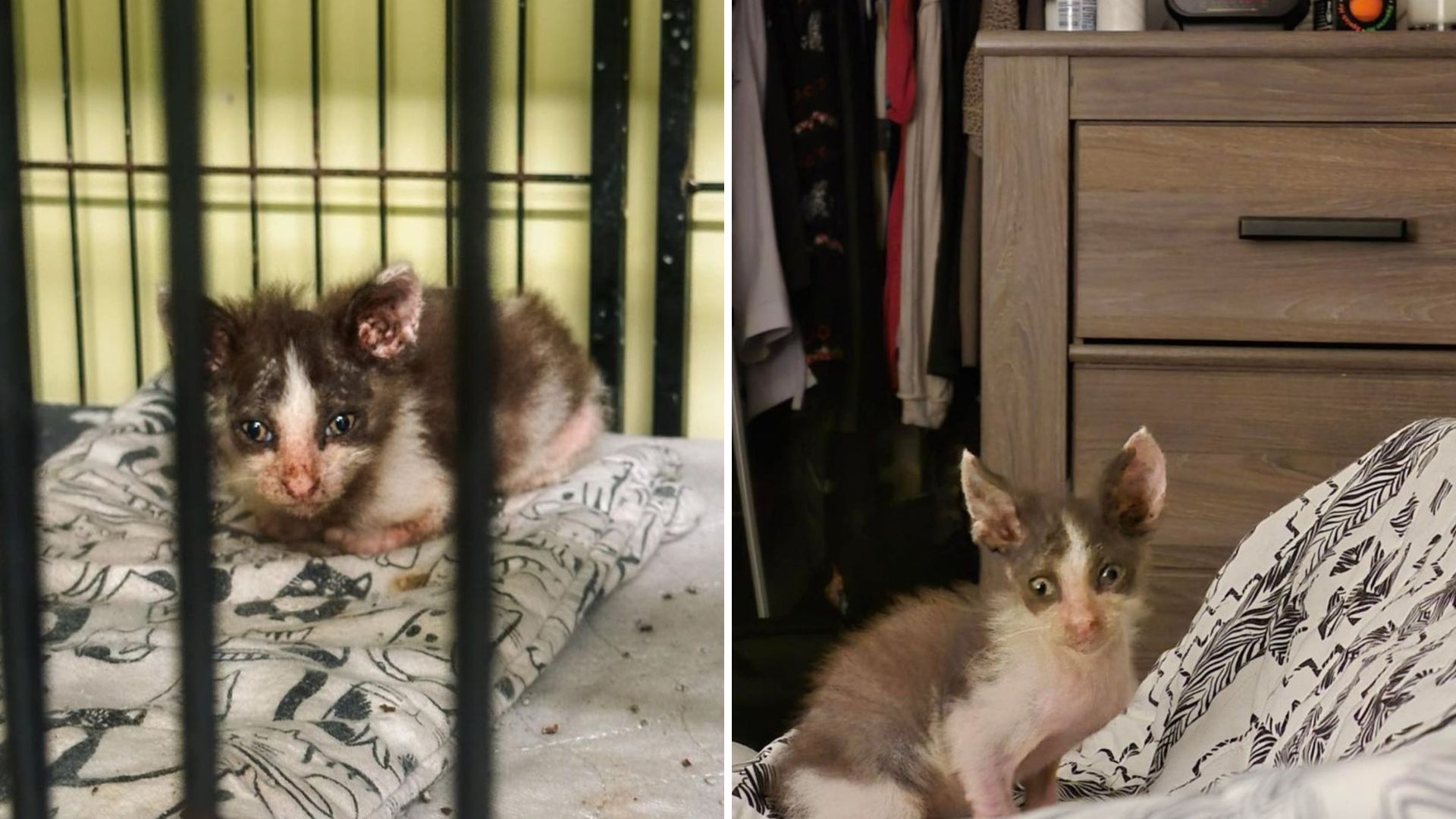 Indiana Rescue Falls In Love With Scruffy Kitten Waiting For Forever Home