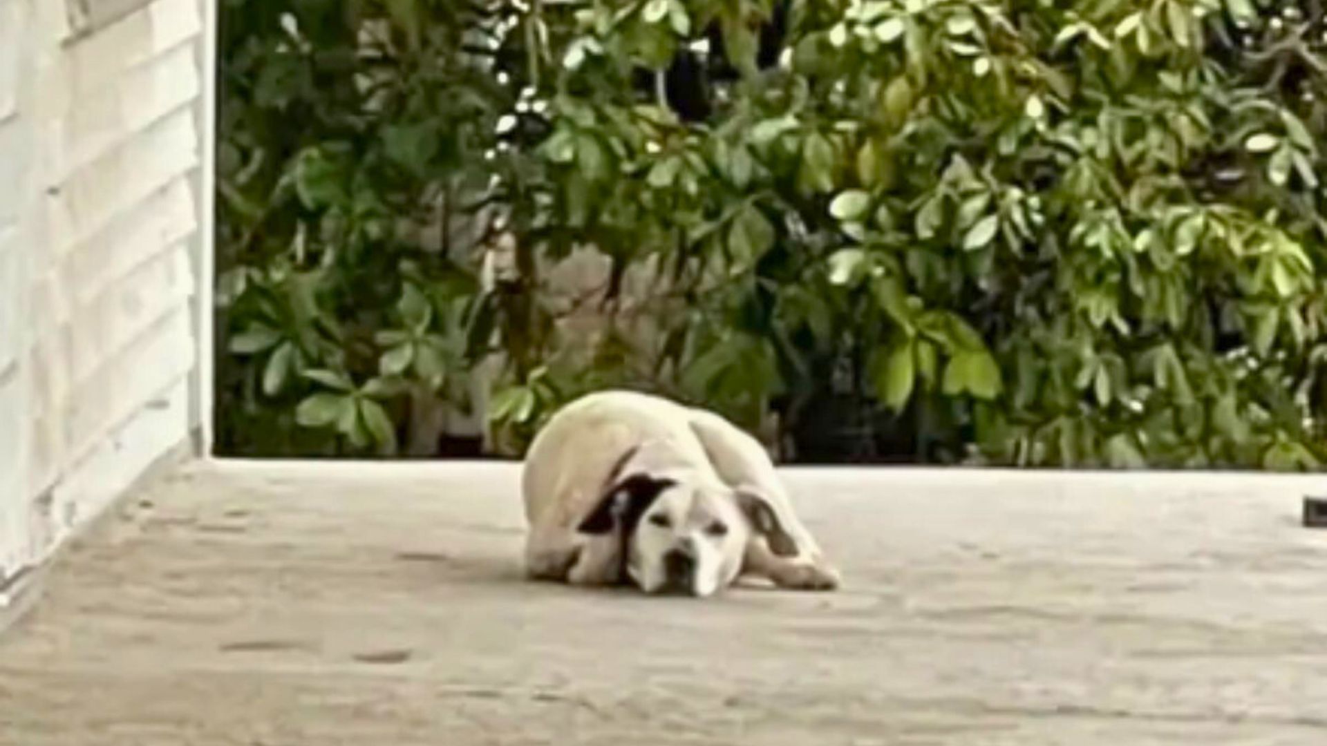 Dog Sitting On An Abandoned Porch