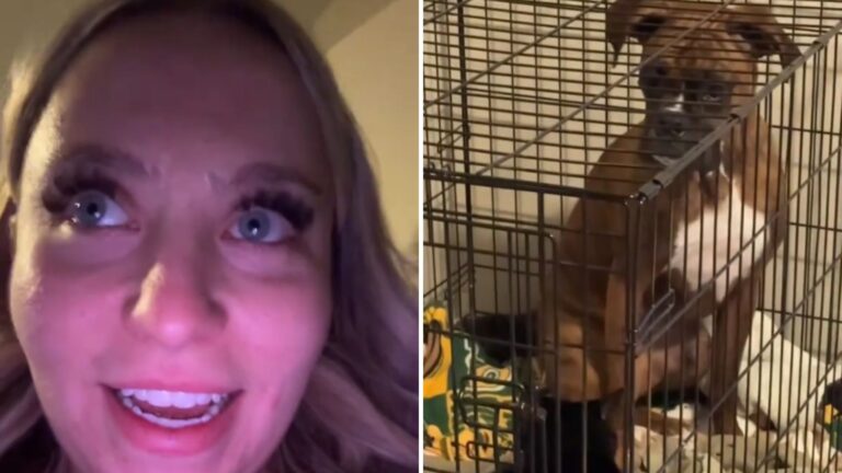dog in a crate