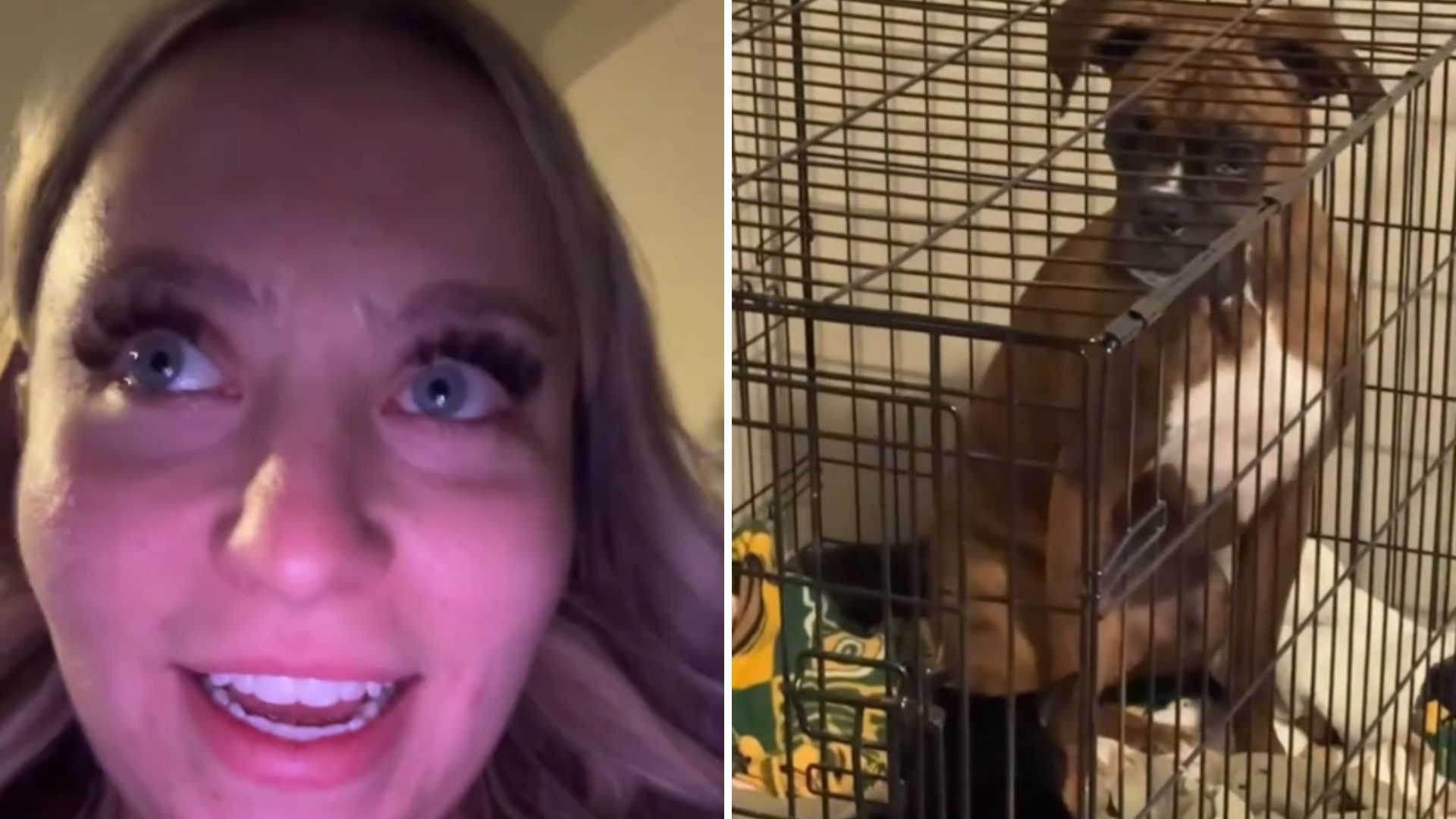 dog in a crate
