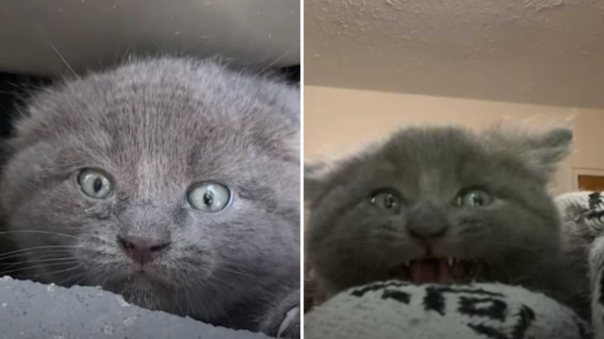 Indiana Woman Rescues Spicy Kitten Found Alone And Hiding In Trash Pile