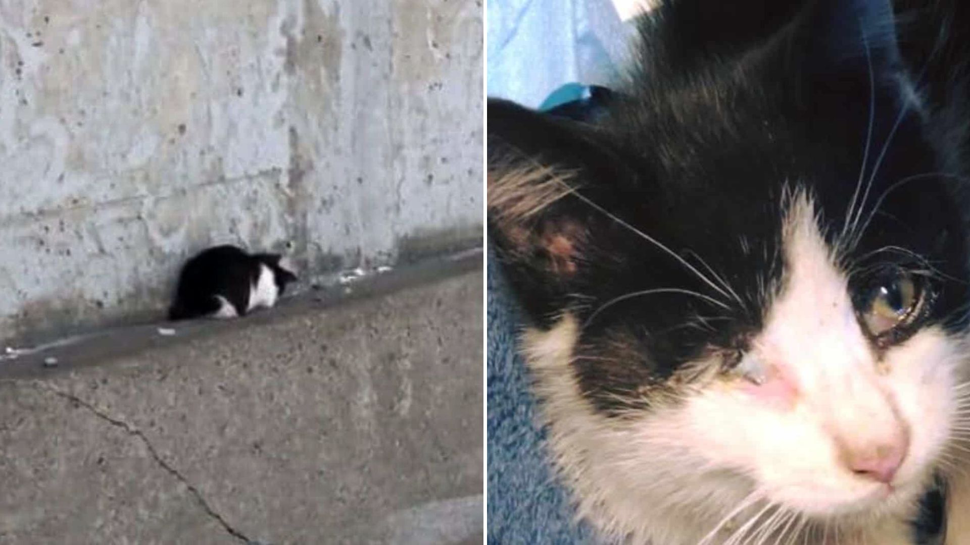 rescued kitten