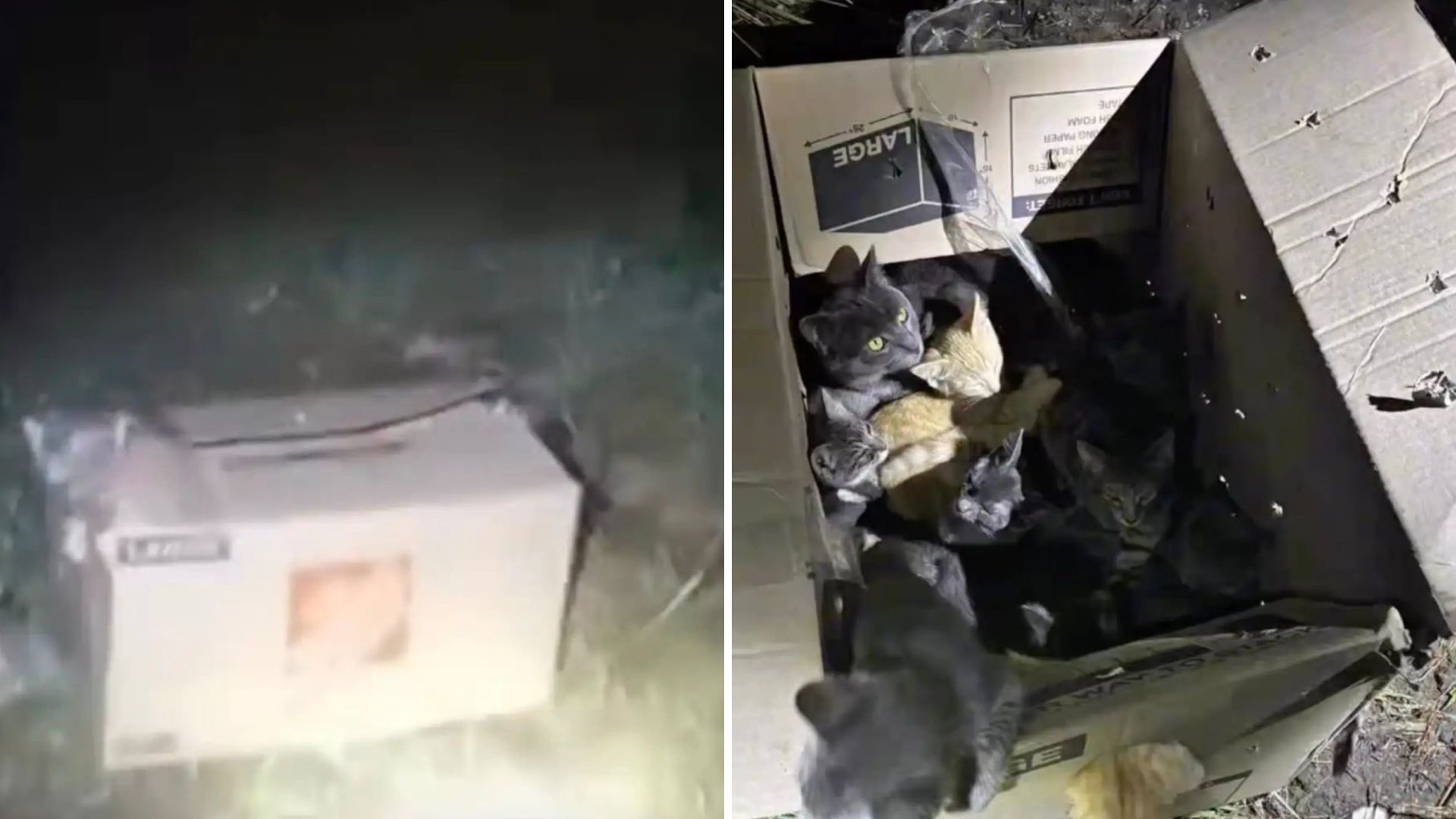 Indiana Woman’s Heart Stops After Discovering What’s Inside A Box Left In A Dark Alley