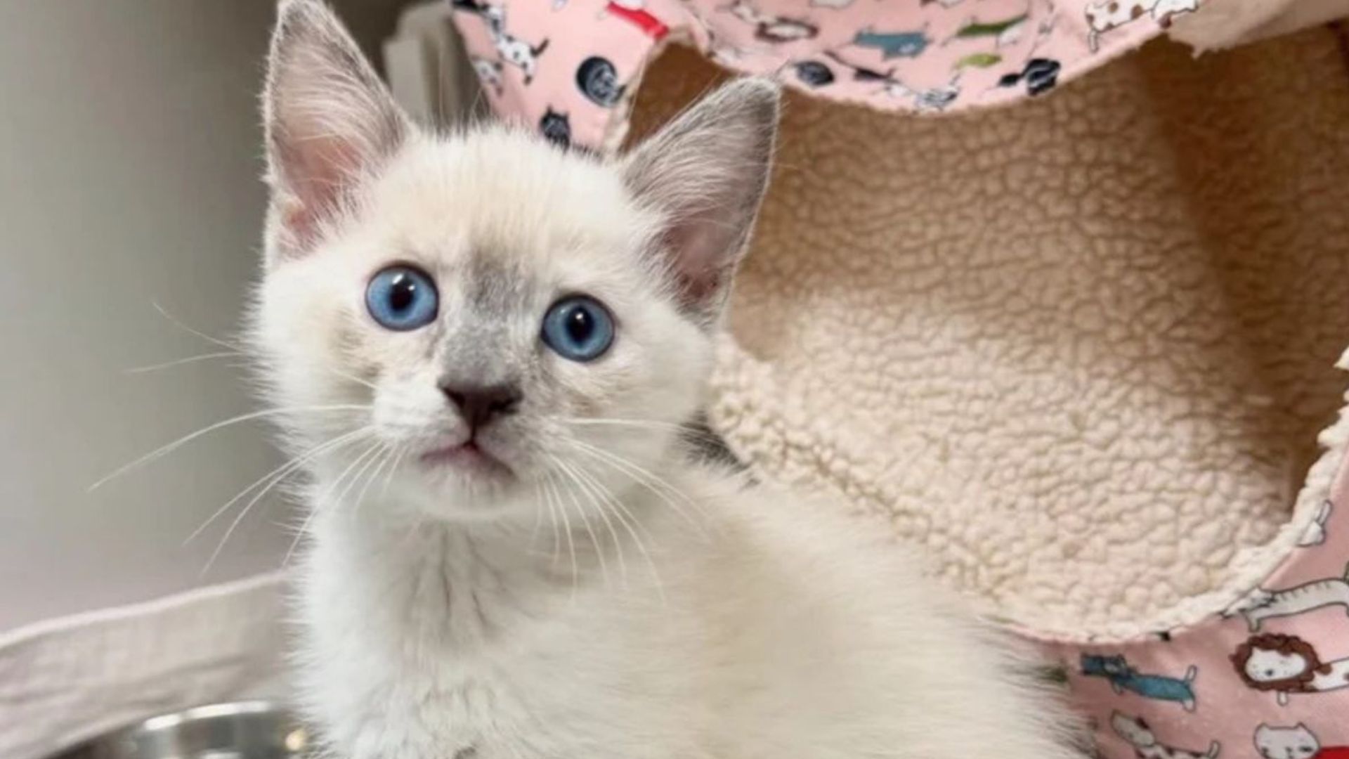 white kitten