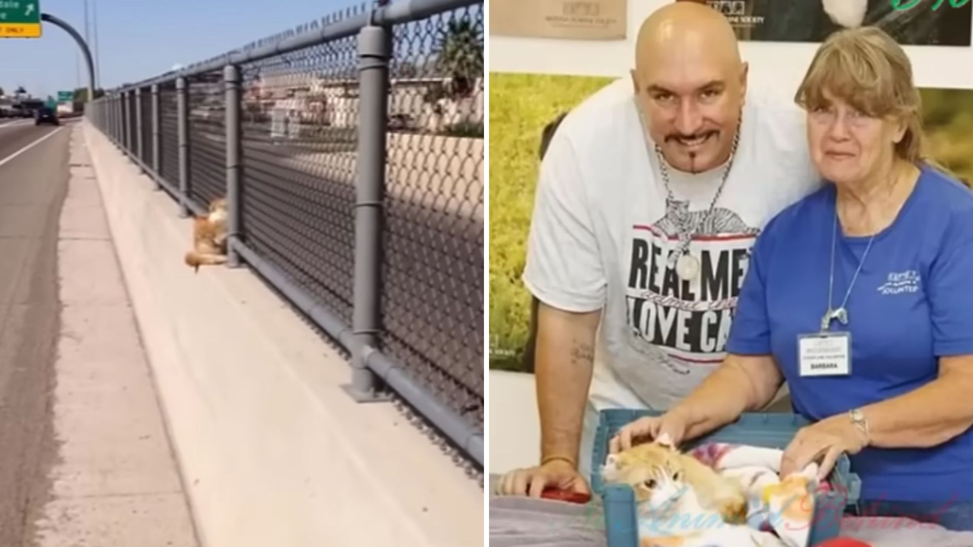 injured kitty on a freeway