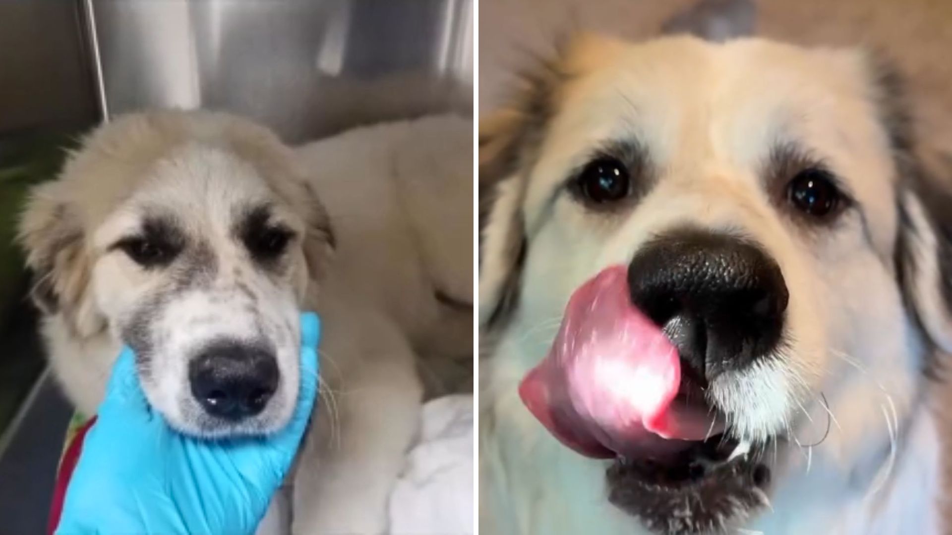 injured dog