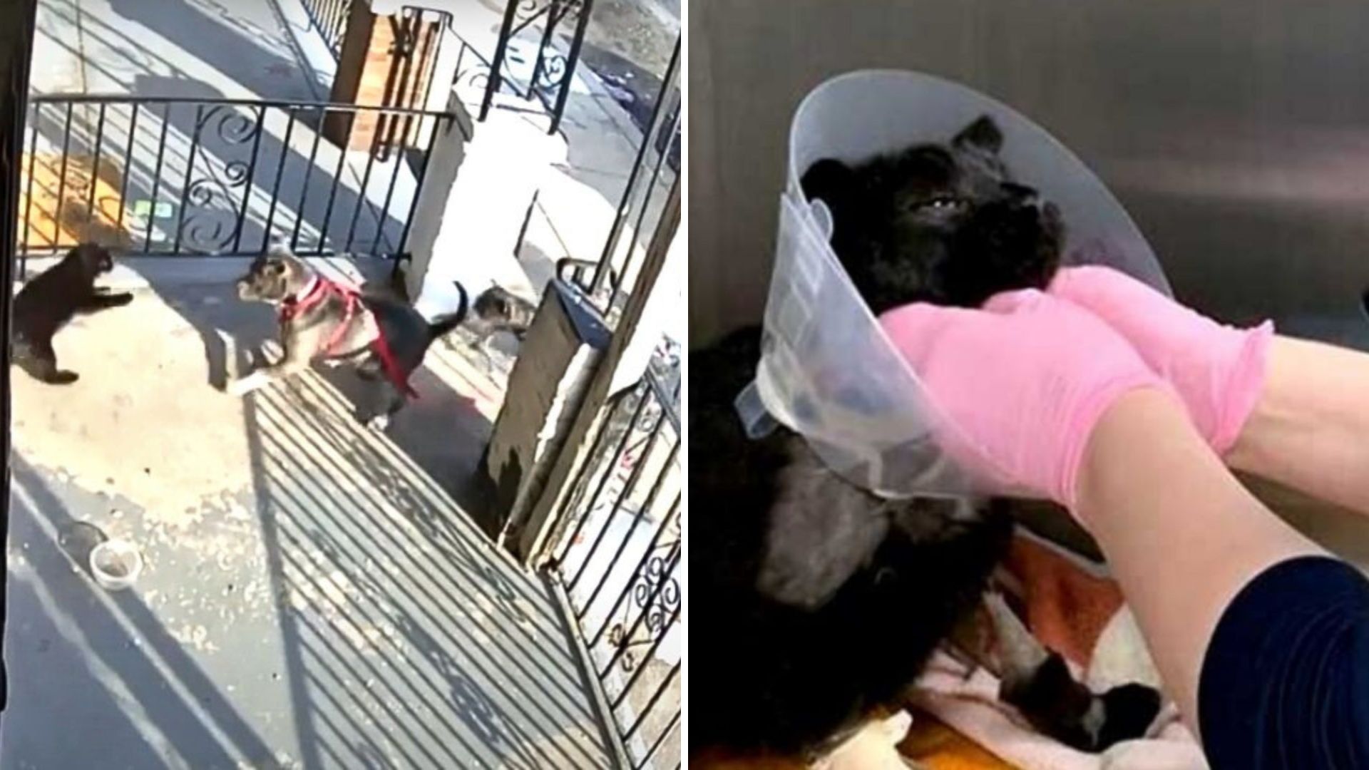 Innocent Cat Suffers Serious Injuries After Philadelphia Men Unleash Their Dogs On Him