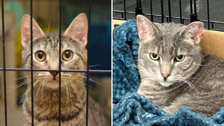 shelter cat
