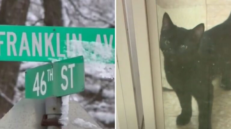 Cat Tossed From Car