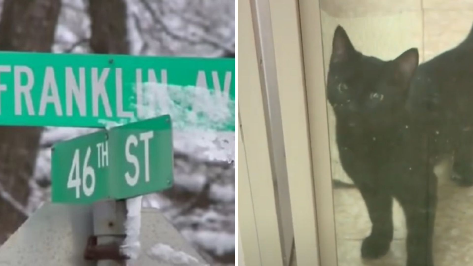 Cat Tossed From Car