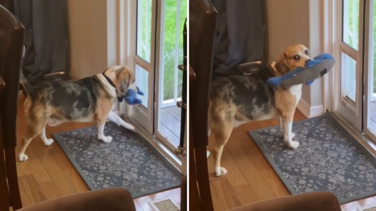 dog stealing toys