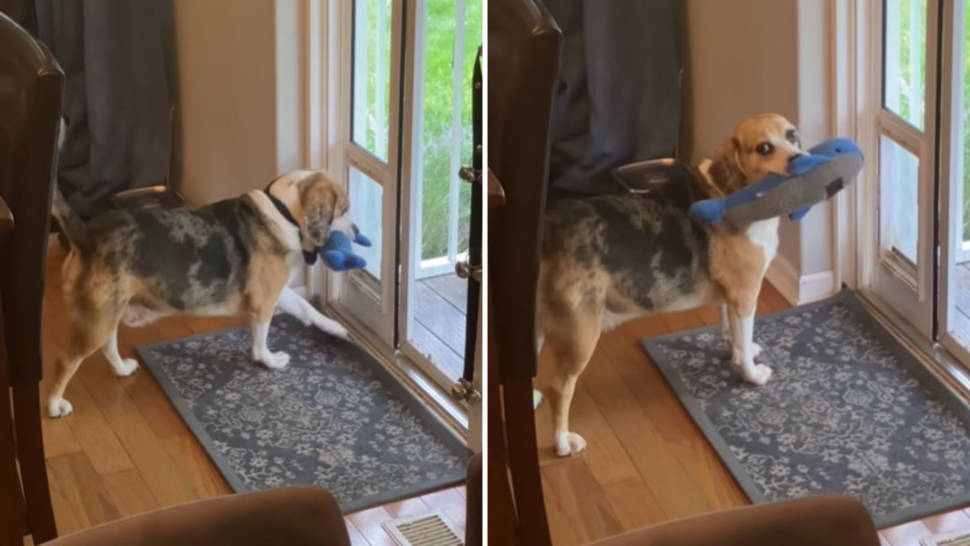 dog stealing toys
