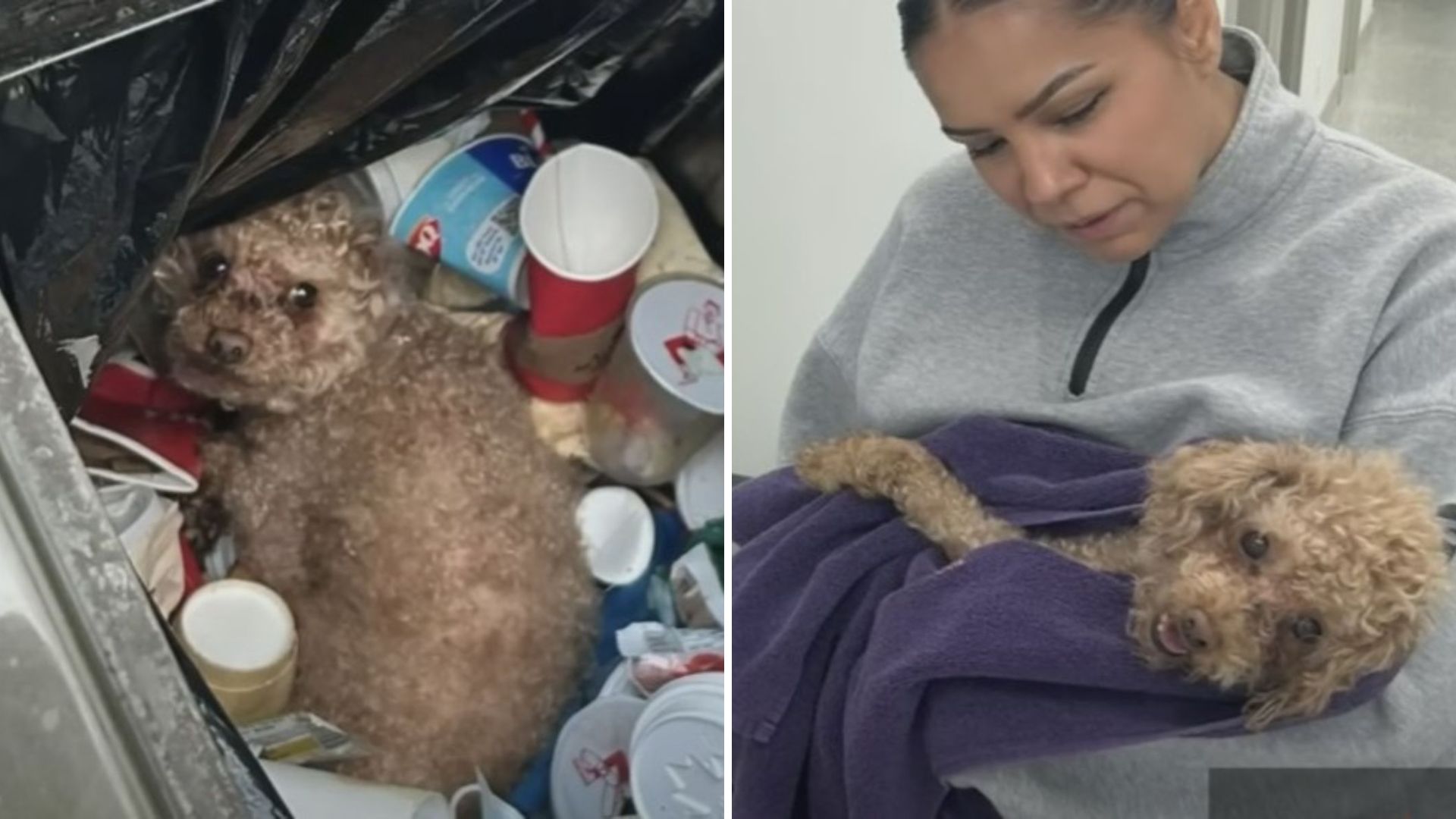 Iowa Man Opens Trash Can And Is Stunned To Find A Helpless Pup Inside