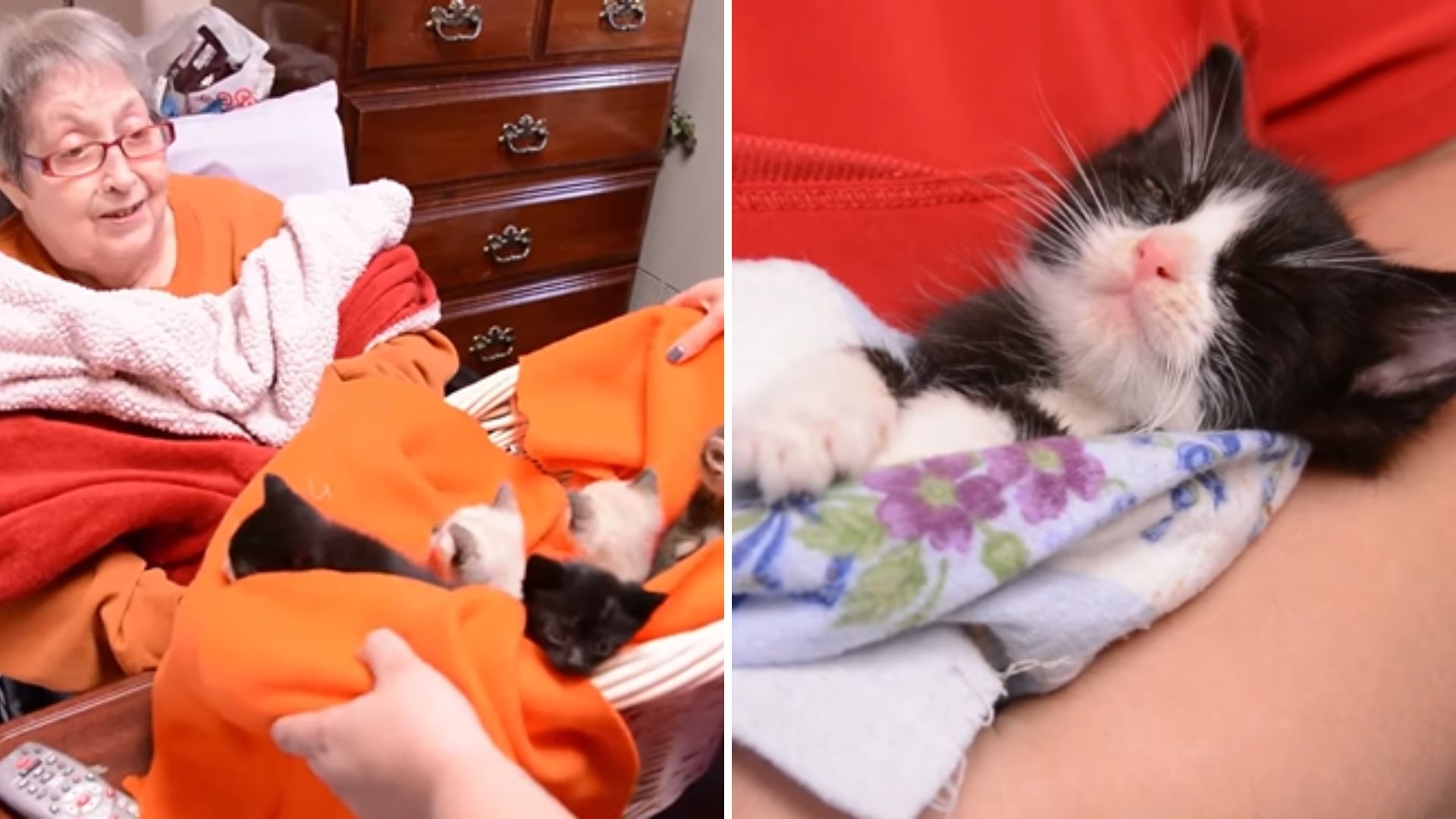 senior woman and kittens