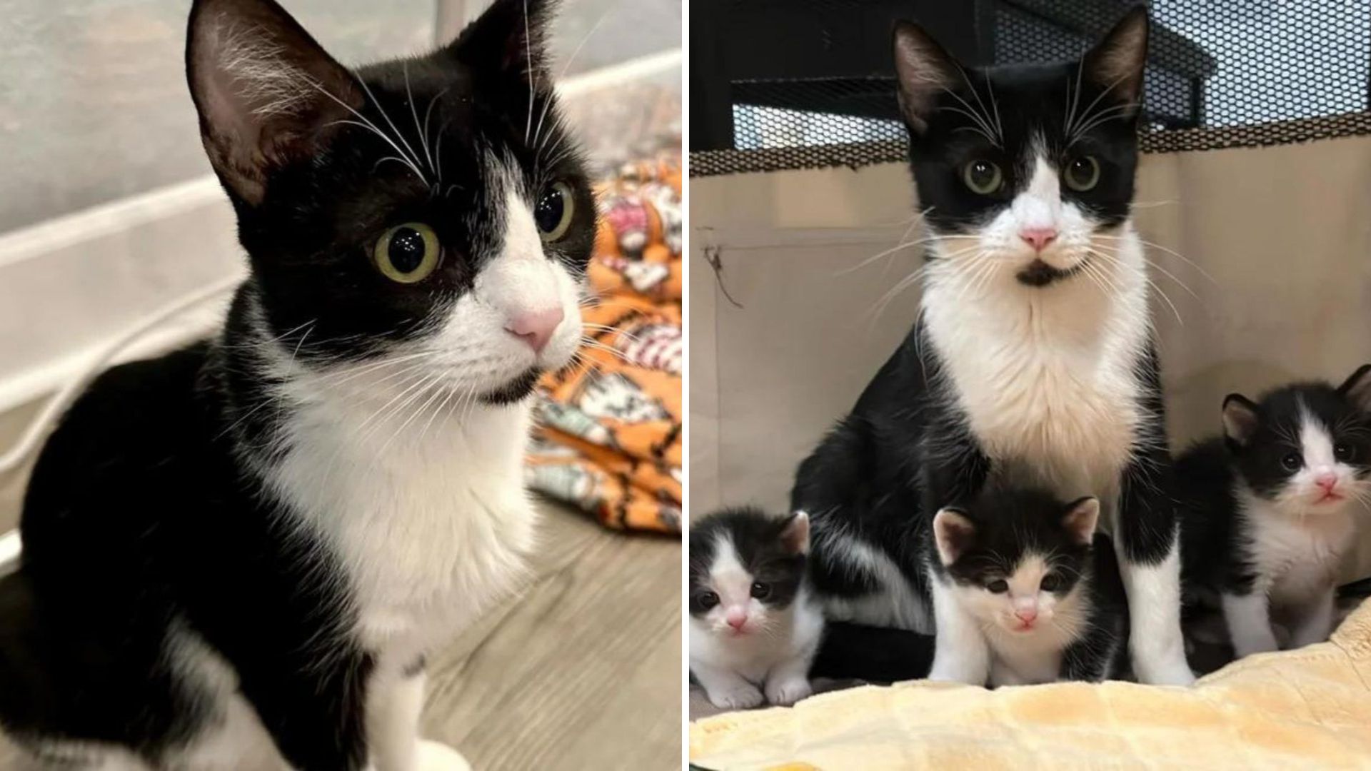 Kansas Residents Discover A Feline Family In Desperate Need Of Help And Bring Them To Safety