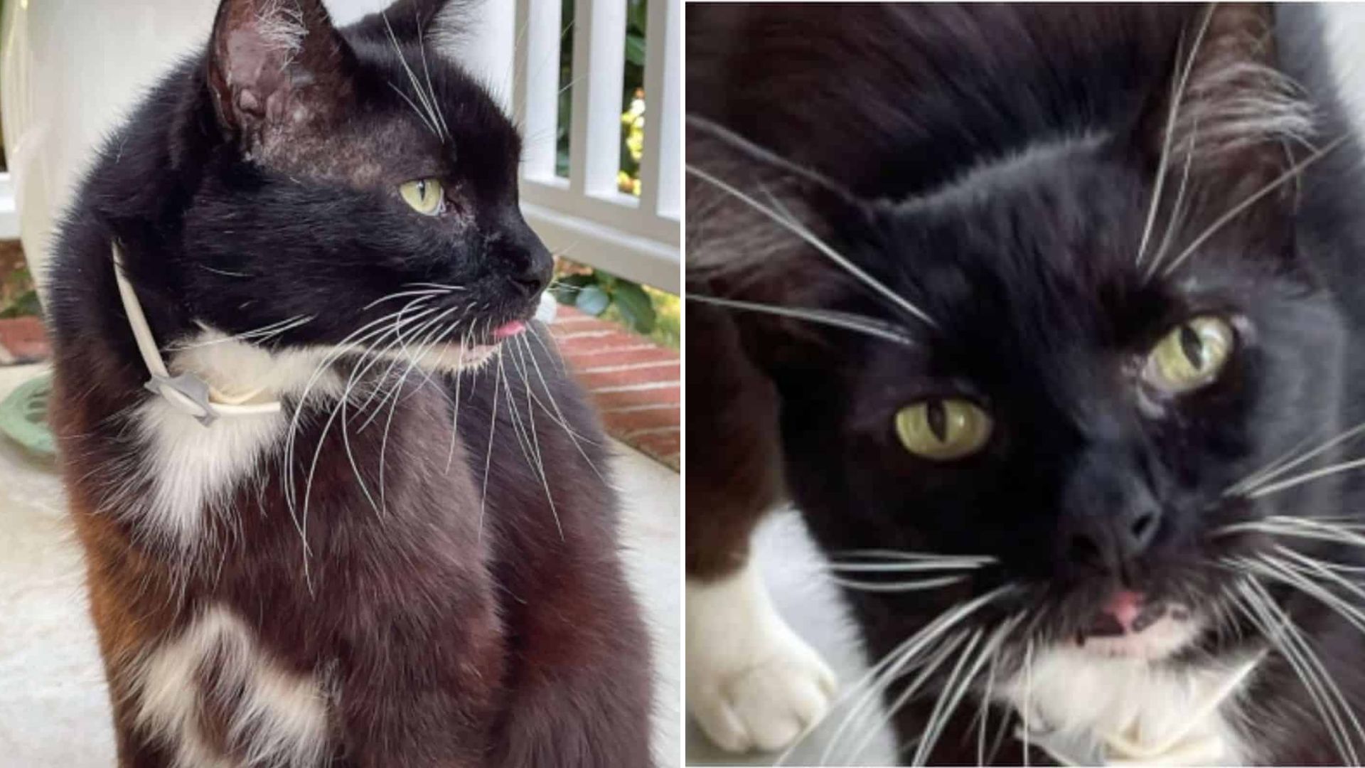 missing black cat