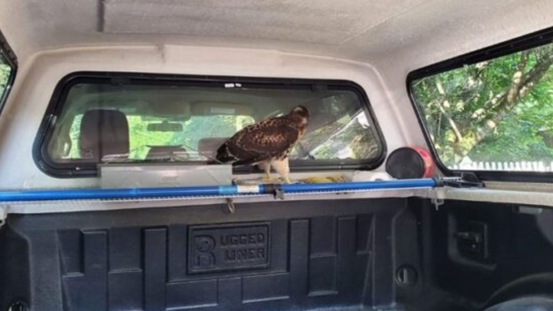hawk in truck