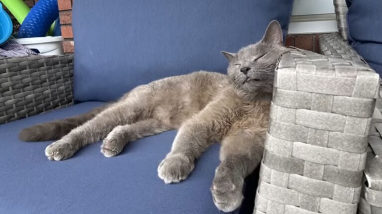 cat sleeping