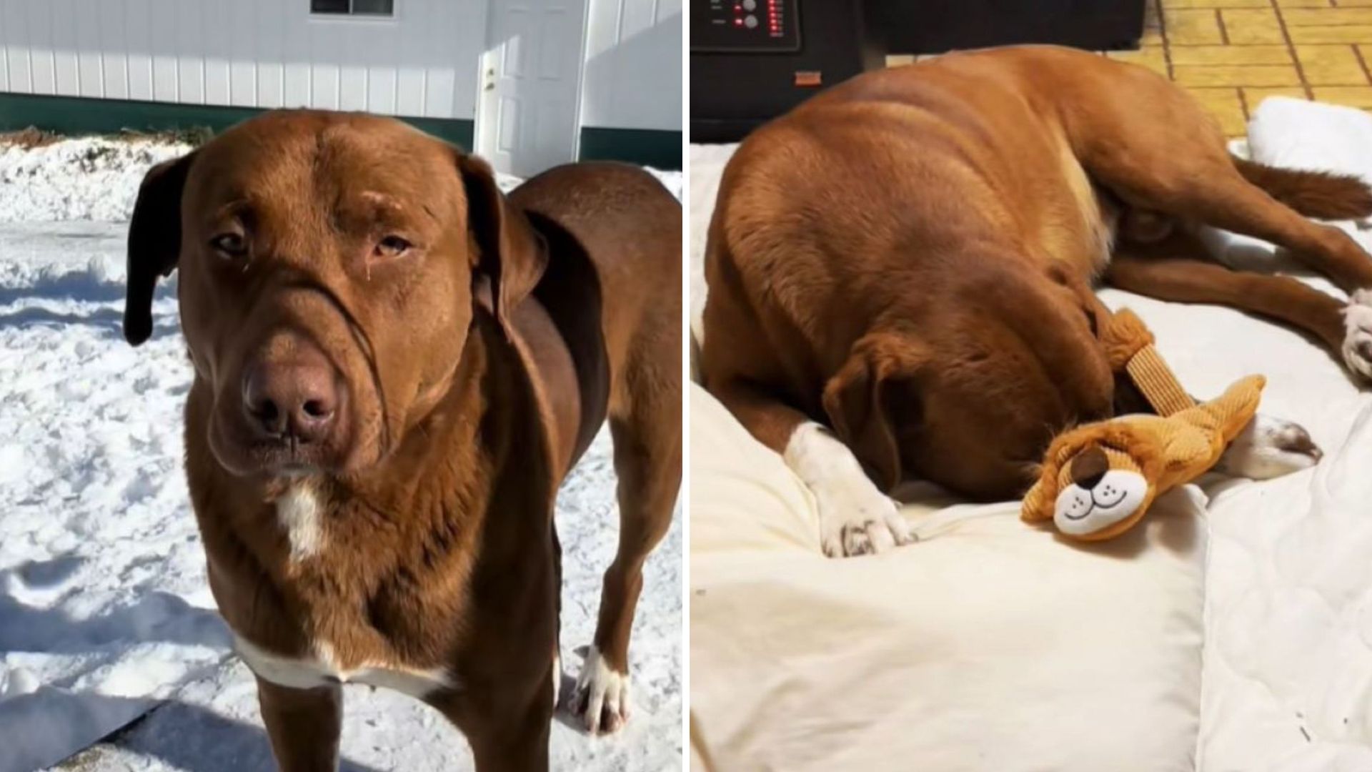 freezing dog