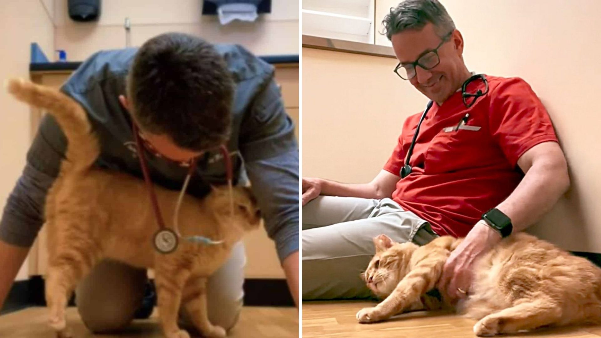 vet and a cat
