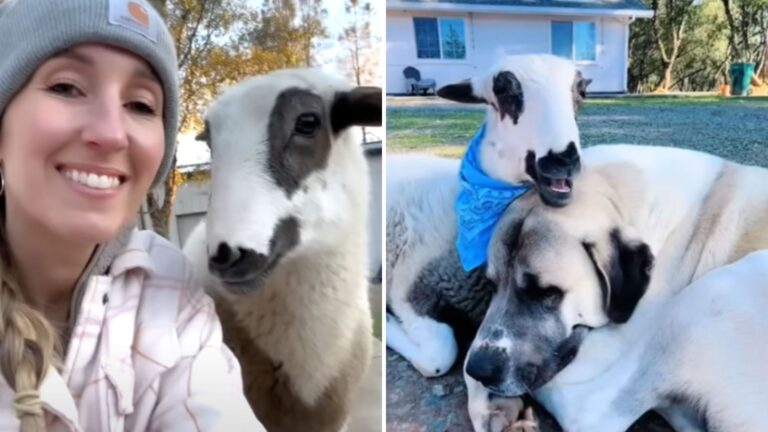 lamb and dog grow heartwarming bond