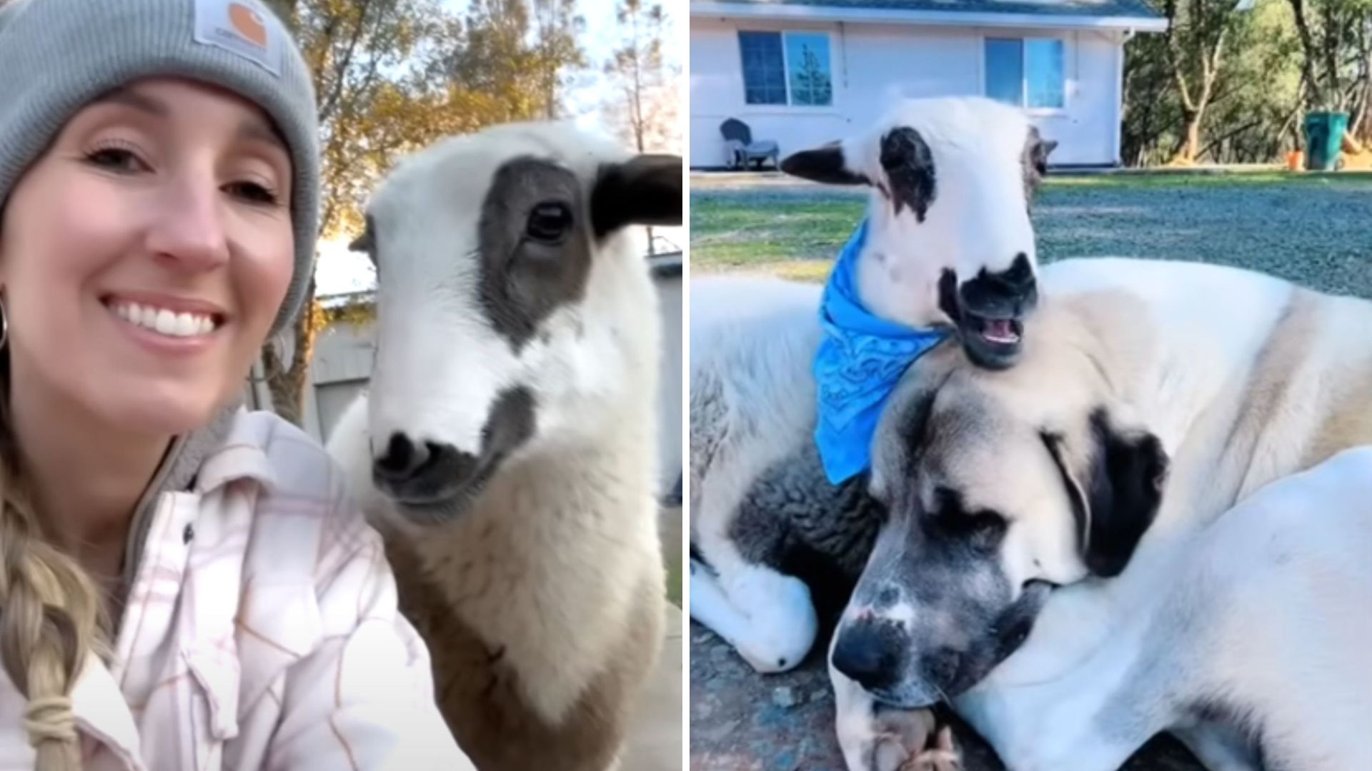 lamb and dog grow heartwarming bond