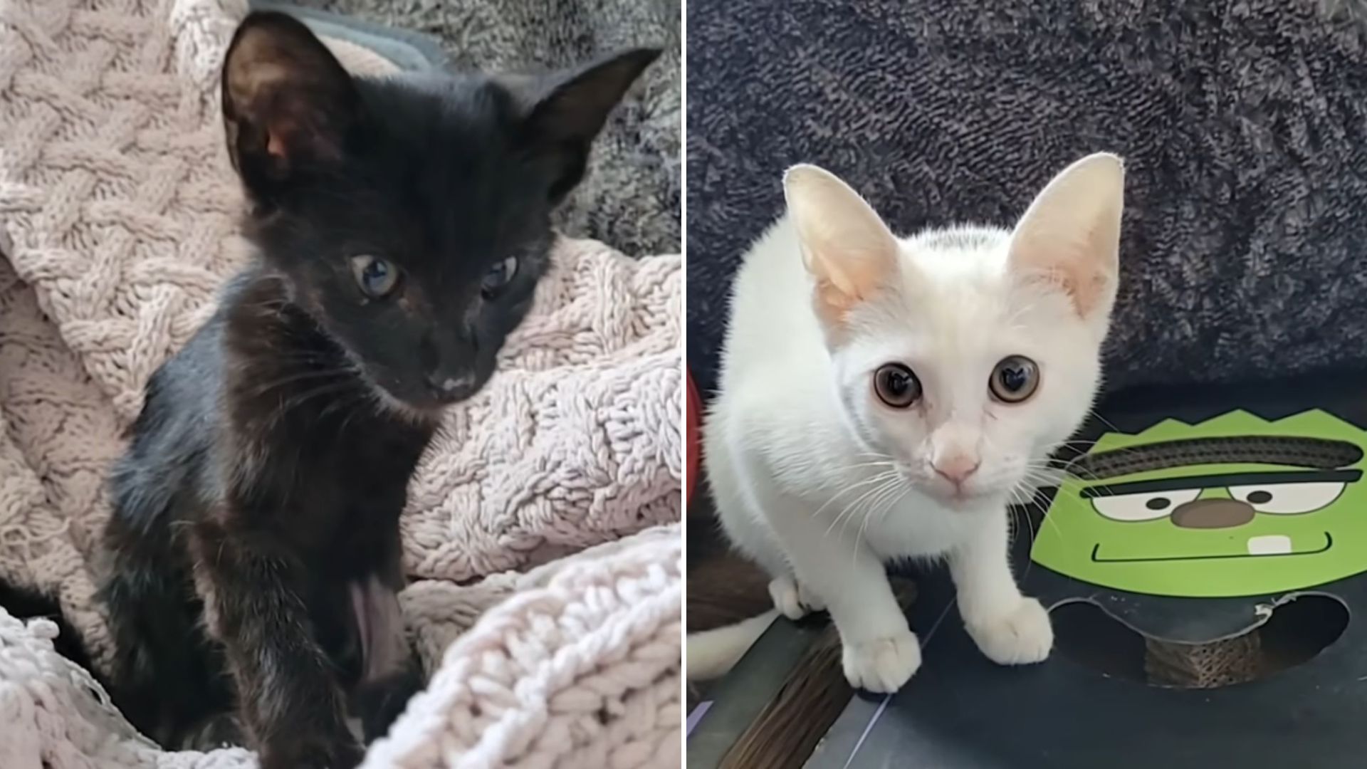 woman resscues two fragile kittens