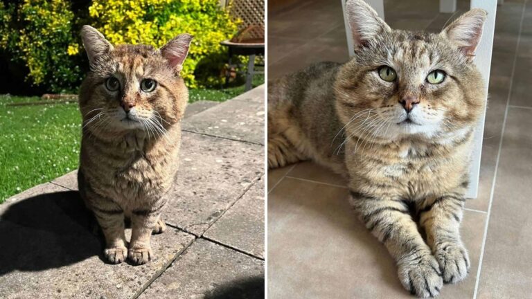 Kind Woman Saves Scared And Injured Feral Cat And Offers A Loving Home