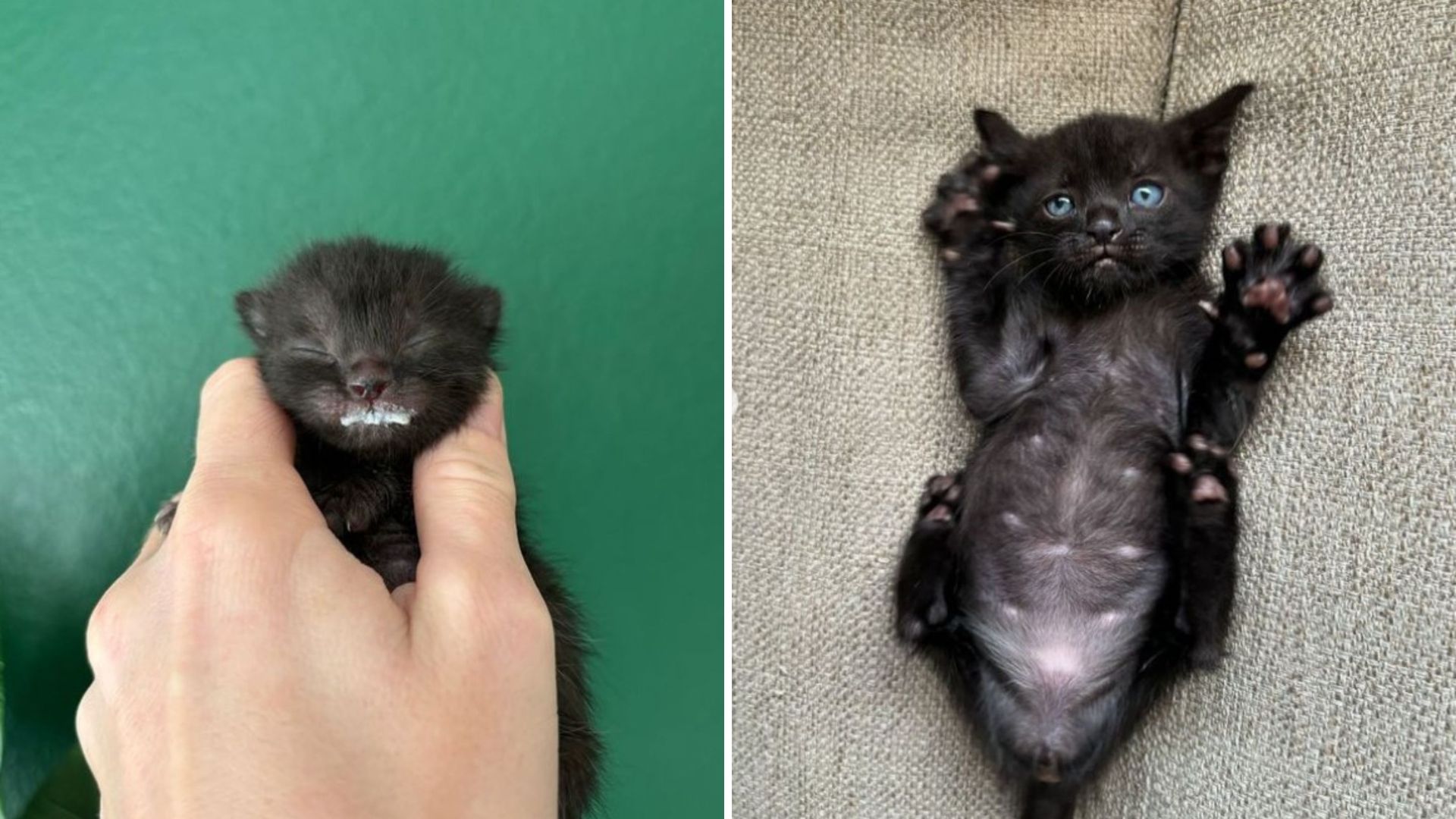 saved kitten