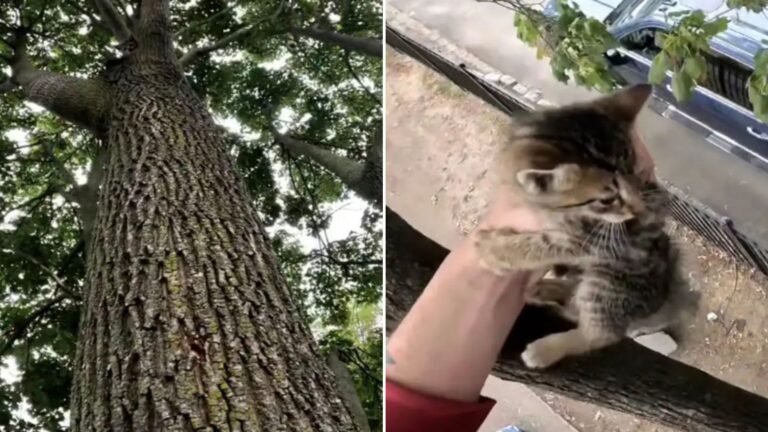 kitten on a tree