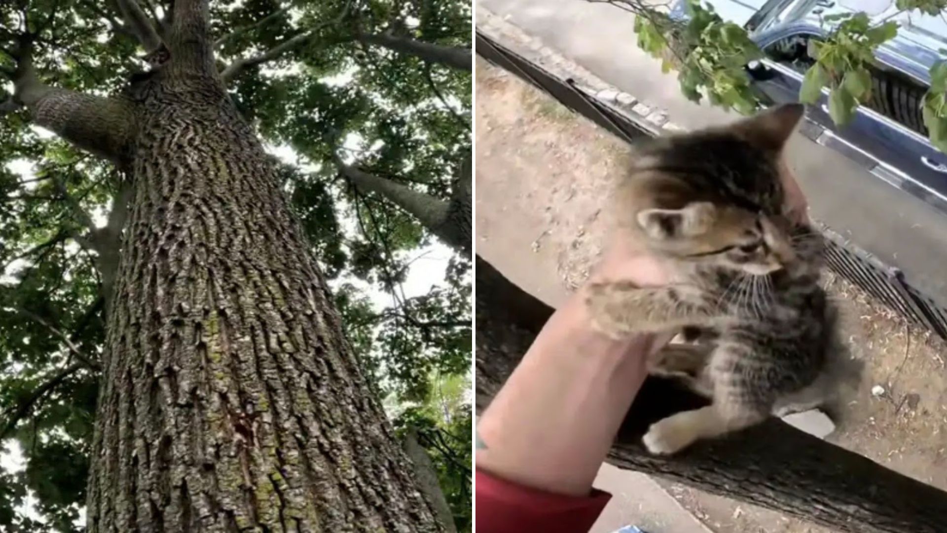 kitten on a tree