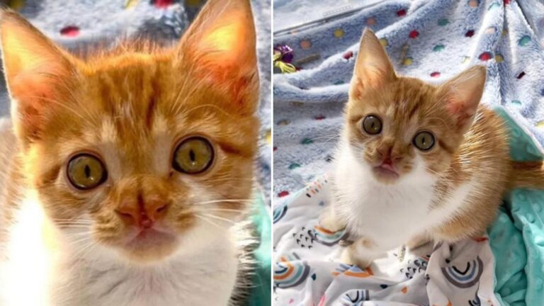 sweet orange and white cat