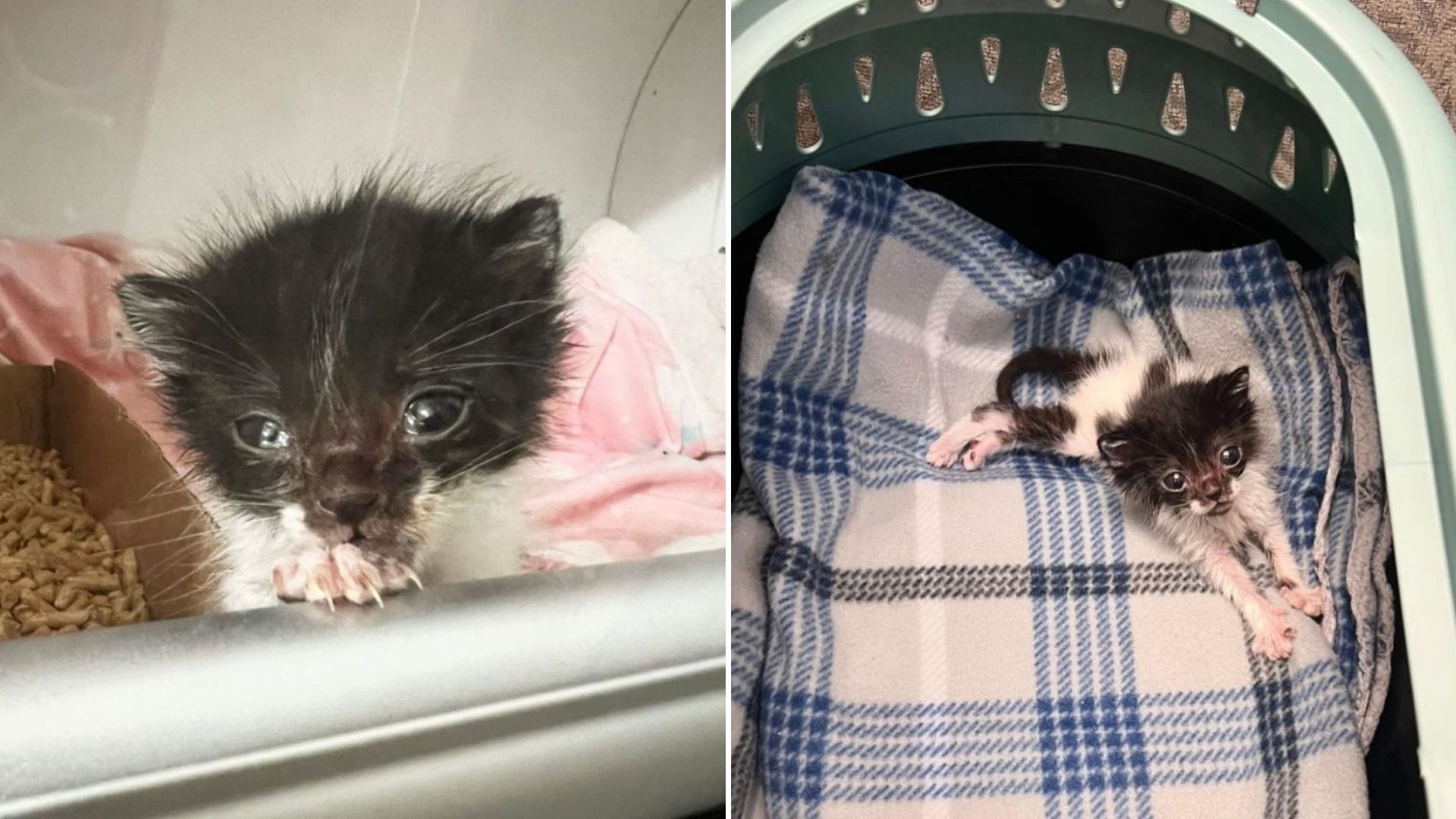 Kitten With Pneumonia